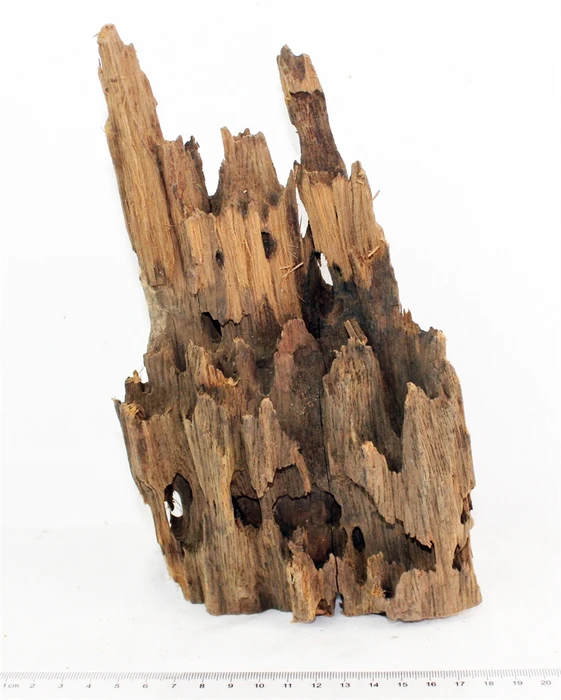 Коряга-эксклюзив Дракон S №13 PR-080188-13