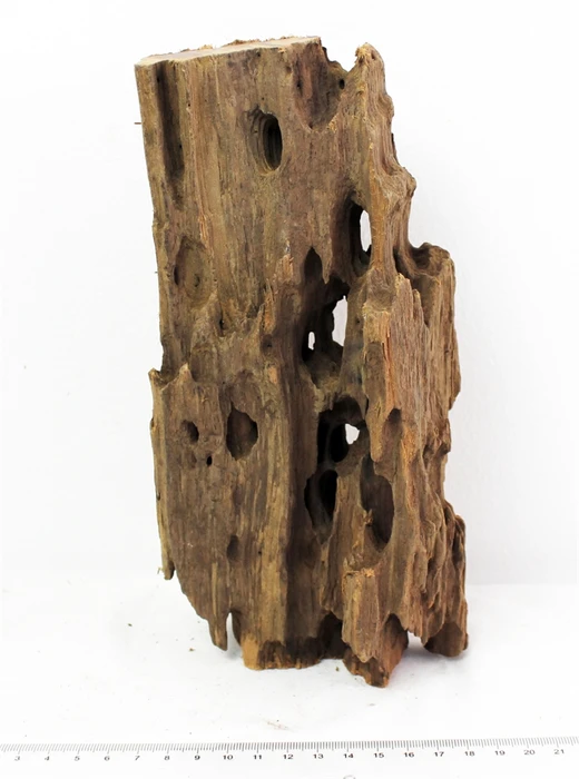 Коряга-эксклюзив Дракон S №16 PR-080188-16