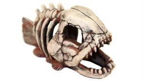 Deksi - Скелет рыбы №901 - 22х14х11 см