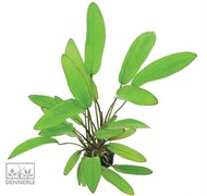 Dennerle Эхинодорус `Алая змея` - растение для аквариума