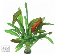 Dennerle Эхинодорус `Бруни красный` - растение для аквариума
