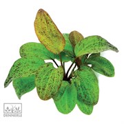 Dennerle Эхинодорус `Оцелот` - растение для аквариума
