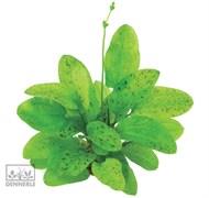 Dennerle Эхинодорус `Торнадо` - растение для аквариума