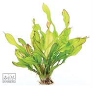 Dennerle Эхинодорус `Хамелеон зеленый` - растение для аквариума