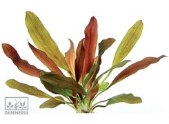 Dennerle Эхинодорус `Хамелеон красный` - растение для аквариума