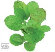 Dennerle Эхинодорус `Харбих крапчатый` - растение для аквариума