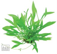 Dennerle Эхинодорус боливийский `Широколистный` - растение для аквариума