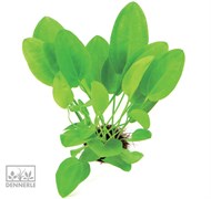 Dennerle Эхинодорус сердцевидный `Мини` - растение для аквариума