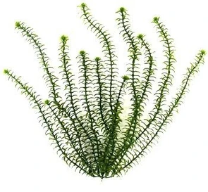 Tetra Anacharis 46 см - растение для аквариума 607125