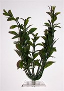 Tetra Hygrophila 15 см - растение для аквариума