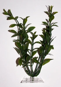 Tetra Hygrophila 15 см - растение для аквариума 270237
