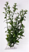 Tetra Hygrophila 30 см - растение для аквариума