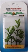 Tetra Hygrophila 5 см - растение для аквариума