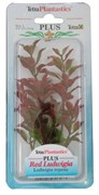 Tetra Red Ludwigia 15 см - растение для аквариума