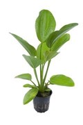 Tropica Эхинодорус Аквартика" - живое растение для аквариума"