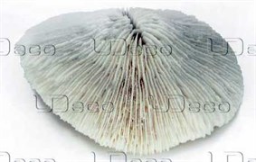UDeco Disk Coral L - Коралл дисковидный большого размера для оформления аквариумов, 1 шт. UDC30370