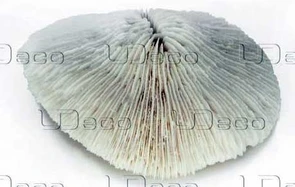 UDeco Disk Coral L - Коралл дисковидный большого размера для оформления аквариумов, 1 шт. UDC30370