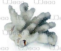 UDeco Finger Coral S - Коралл пальчиковый маленького рамера для оформления аквариумов, 1 шт. UDC30530