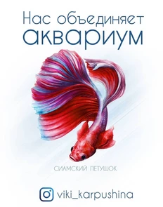 Открытка "Сиамский петушок" - Нас объединяет аквариум (с) Виктория Карпушина VK1