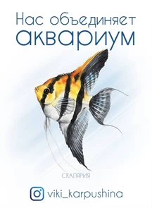 Открытка "Скалярия" - Нас объединяет аквариум (с) Виктория Карпушина VK2