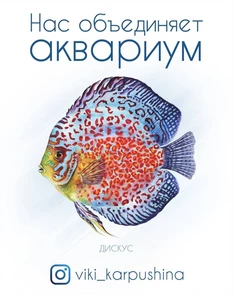 Открытка "Дискус" - Нас объединяет аквариум (с) Виктория Карпушина VK4
