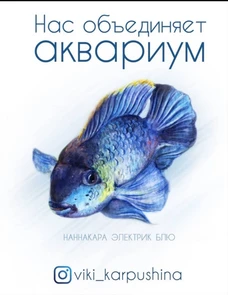 Открытка "Наннакара электрик блю" - Нас объединяет аквариум (с) Виктория Карпушина VK5