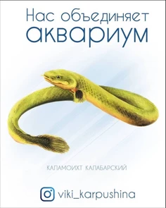 Открытка "Каламоихт калабарский" - Нас объединяет аквариум (с) Виктория Карпушина VK7
