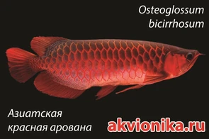 Магнитик "Арована" 6x4 см MG-AW
