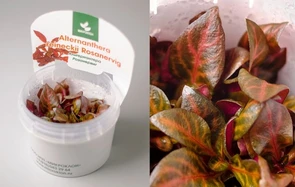 {{photo.Alt || photo.Description || 'Alternanthera reineckii "Rosanervig" (Альтернантера рейнека "Розанервиг") - меристемное растение для аквариума'}}
