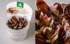 {{photo.Alt || photo.Description || 'Alternanthera reineckii "Roseafolia"(Альтернатера рейнека "Розаэфолия" (розовая)) - меристемное растение для аквариума'}}