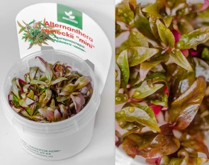{{photo.Alt || photo.Description || 'Alternanthera reineckii "mini" (Альтернантера рейнека "мини") - меристемное растение для аквариума'}}