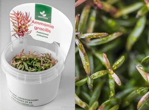 {{photo.Alt || photo.Description || 'Ammannia gracilis (Амманния изящная) - меристемное растение для аквариума'}}