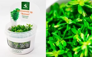 {{photo.Alt || photo.Description || 'Ammannia sp. "Bonsai" (Амманния "Бонсай") - меристемное растение для аквариума'}}