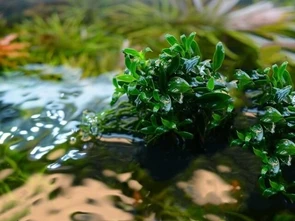 Anubias barteri var. nana "Pangolino" (Анубиас бартера карликовый "Панголино") - меристемное растение для аквариума 821.721.1.30