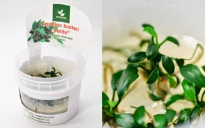 {{photo.Alt || photo.Description || 'Anubias barteri var. nana "Petite" (Анубиас бартера карликовый "Петит") - меристемное растение для аквариума'}}