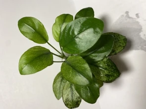 Anubias barteri var. nana "Pinto" (Анубиас бартера карликовый " Пинто") - меристемное растение для аквариума 821.841.1.30