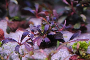 Bucephalandra sp. "Brownie Ghost" (Буцефаландра "Призрак Брауни") - меристемное растение для аквариума 821.781.1.30