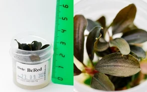 {{photo.Alt || photo.Description || 'Bucephalandra sp. "Red Mini" (Буцефаландра "Миниатюрная красная") - меристемное растение для аквариума'}}