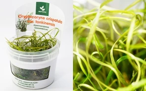 {{productViewItem.photos[photoViewList.activeNavIndex].Alt || productViewItem.photos[photoViewList.activeNavIndex].Description || 'Cryptocoryne crispatula var. tonkinensis (Криптокорина тонкиненсис) - меристемное растение для аквариума'}}