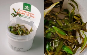 {{photo.Alt || photo.Description || 'Cryptocoryne wendtii "Mi Oya" (Криптокорина вендта «Ми Ойя») - меристемное растение для аквариума'}}