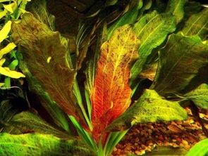 Echinodorus ozelot red (Эхинодорус оцелот красный) - меристемное растение для аквариума 821.831.1.11