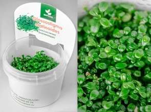 {{productViewItem.photos[photoViewList.activeNavIndex].Alt || productViewItem.photos[photoViewList.activeNavIndex].Description || 'Glossostigma elatinoides (Глоссостигма элатиноидес) - меристемное растение для аквариума'}}