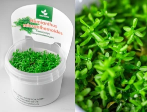 {{photo.Alt || photo.Description || 'Hemianthus micranthemoides (Хемиантус микрантемоидес) - меристемное растение для аквариума'}}