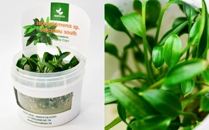 {{photo.Alt || photo.Description || 'Homalomena sp. "Sekadau south (Хомаломена "Секадау Саут")  - меристемное растение для аквариума'}}