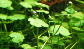 {{photo.Alt || photo.Description || 'Hydrocotyle sibthorpioides (Гидрокотила сибторпиодес) - меристемное растение для аквариума'}}