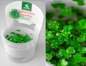 {{photo.Alt || photo.Description || 'Hydrocotyle tripartita (Гидрокотила трипартита) - меристемное растение для аквариума'}}
