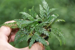 {{photo.Alt || photo.Description || 'Hygrophila pinnatifida (Гигрофила пиннатифида) - меристемное растение для аквариума'}}