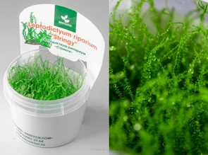 {{photo.Alt || photo.Description || 'Leptodictyum riparium "Stringy" (Лептодиктиум рипариум "Стринги") - меристемное растение для аквариума'}}