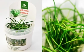{{photo.Alt || photo.Description || 'Littorella uniflora (Литторелла Унифлора) - меристемное растение для аквариума'}}