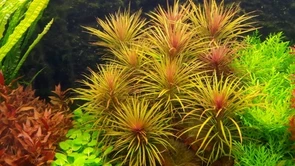 Pogostemon stellatus sp."Dassen" (Погостемон стеллатус "Дассен") - меристемное растение для аквариума 821.891.1.11